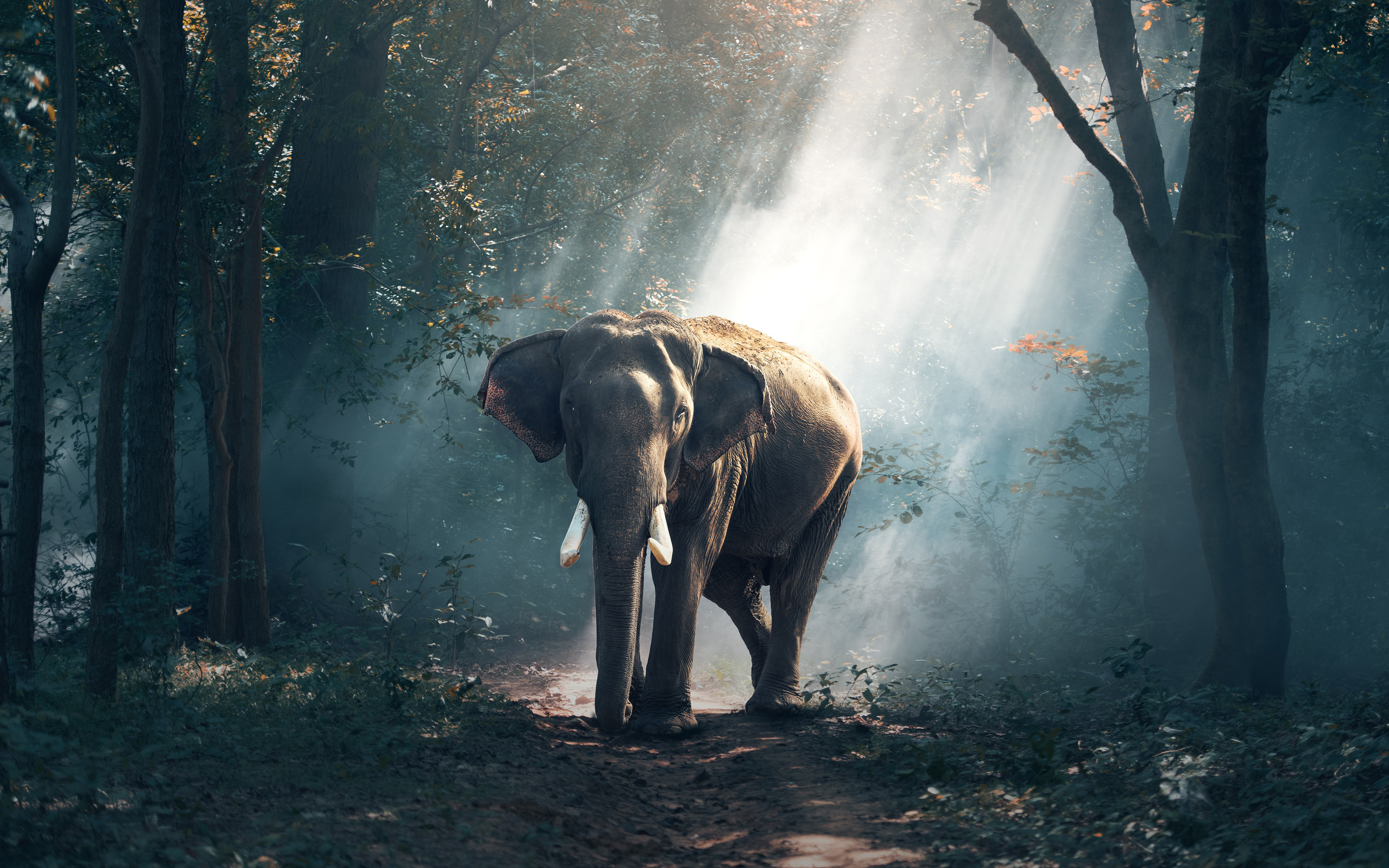 Forest Elephant 4K964698688 - Forest Elephant 4K - Wolf, Forest, elephant